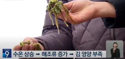 김저널TV때이른 더위가 찾아오면서 기후 변화에 대한 관심이 커지고 있습니다. 실제 우리 바다 수온도 빠르게 올라가면서 수산물이 잡히는 해역과 양식 환경까지 바뀌고 있습니다